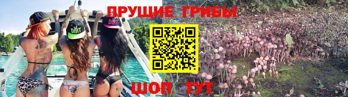 Псилоцибиновые грибы мицелий Орёл